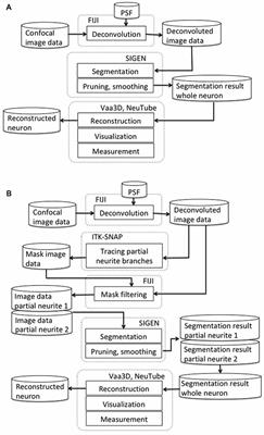 A Segmentation Scheme for Complex Neuronal Arbors and Application to Vibration Sensitive Neurons in the Honeybee Brain